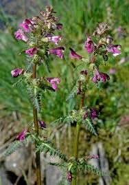 Attēlu rezultāti vaicājumam “Pedicularis palustris”