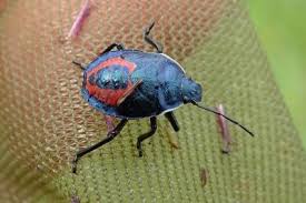 Attēlu rezultāti vaicājumam “Jalla dumosa imago”