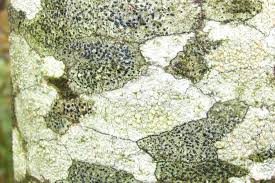 Attēlu rezultāti vaicājumam “Lecidella elaeochroma”