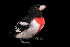 Image result for Pheucticus ludovicianus