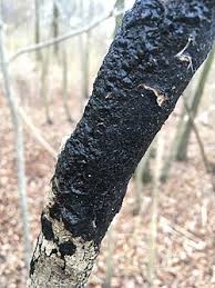 Attēlu rezultāti vaicājumam “Exidia cartilaginea”