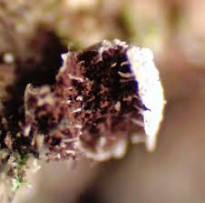 Attēlu rezultāti vaicājumam “Badhamiopsis sp.”