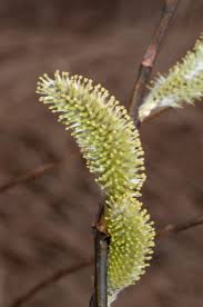 Attēlu rezultāti vaicājumam “Salix cinerea”