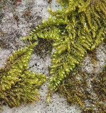 Attēlu rezultāti vaicājumam “Ctenidium molluscum”