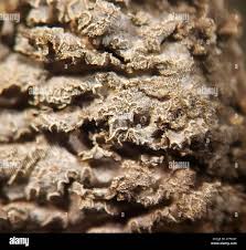 Attēlu rezultāti vaicājumam “Physconia enteroxantha”