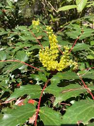Attēlu rezultāti vaicājumam “Mahonia aquifolium leaf”