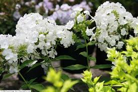 Image result for Phlox (großblumig)
