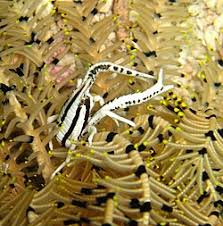 Attēlu rezultāti vaicājumam “Comatricha elegans stalked”