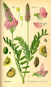 Image result for Onobrychis viciifolia
