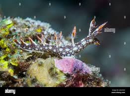 ผลการค้นหารูปภาพสำหรับ Bornella Anguilla