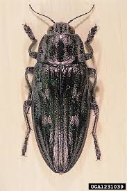 Attēlu rezultāti vaicājumam “Chalcophora mariana”