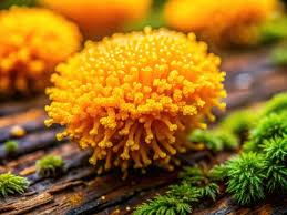 Attēlu rezultāti vaicājumam “Trichia erecta macro”