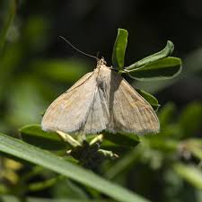 Attēlu rezultāti vaicājumam “Sitochroa verticalis”