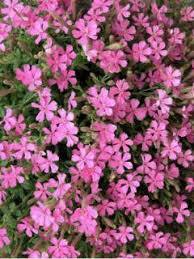 Image result for Silene schafta