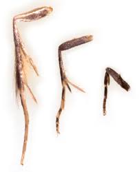 Attēlu rezultāti vaicājumam “Monopis weaverella”