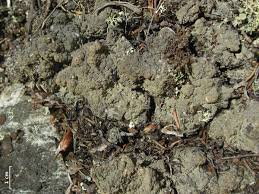 Attēlu rezultāti vaicājumam “Trapeliopsis granulosa”