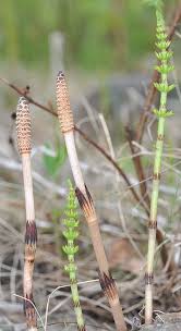 Attēlu rezultāti vaicājumam “Equisetum arvense”