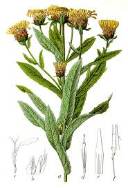 Attēlu rezultāti vaicājumam “Inula salicina flower”
