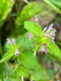 Attēlu rezultāti vaicājumam “Galeopsis bifida”
