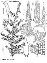 Attēlu rezultāti vaicājumam “Callicladium haldanianum”