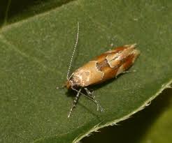 Attēlu rezultāti vaicājumam “Epicallima formosella”