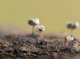 Attēlu rezultāti vaicājumam “Didymium squamulosum spores”