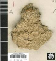 Attēlu rezultāti vaicājumam “Pertusaria flavida”