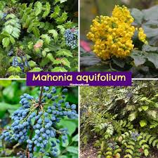 Attēlu rezultāti vaicājumam “Mahonia aquifolium fruit”