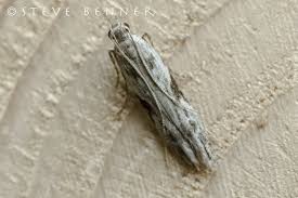 Attēlu rezultāti vaicājumam “Hypatima rhomboidella”