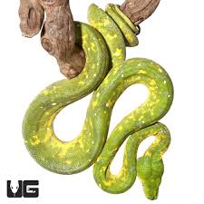 Attēlu rezultāti vaicājumam “Pseudepidalea viridis adult”