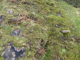 Attēlu rezultāti vaicājumam “Didymodon fallax var. brevifolius”