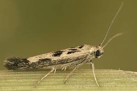 Attēlu rezultāti vaicājumam “Chimabachidae”