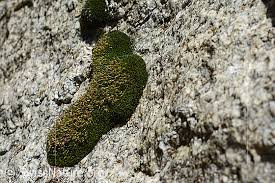 Attēlu rezultāti vaicājumam “Campylopus introflexus”