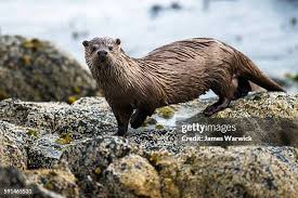 Attēlu rezultāti vaicājumam “Lutra lutra”