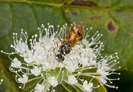 Attēlu rezultāti vaicājumam “Arge ustulata”