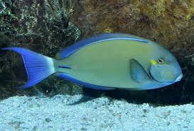 Image result for Acanthurus blochii