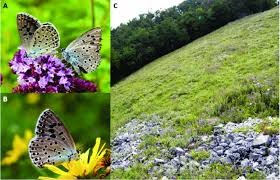 Attēlu rezultāti vaicājumam “Phengaris arion”