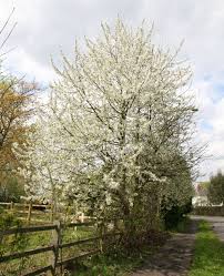 Attēlu rezultāti vaicājumam “Prunus avium flower”