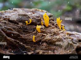Attēlu rezultāti vaicājumam “Calocera cornea”