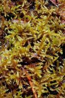 Attēlu rezultāti vaicājumam “Warnstorfia fluitans”