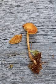 Attēlu rezultāti vaicājumam “Gymnopilus sapineus”