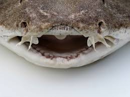 Image result for Squatina squatina