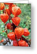 Attēlu rezultāti vaicājumam “Physalis alkekengi fruit”