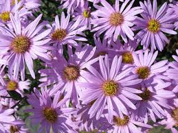 Image result for Aster amellus