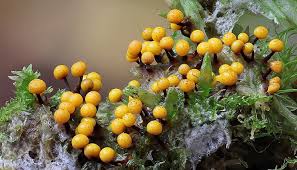 Attēlu rezultāti vaicājumam “Physarum psittacinum stalked”