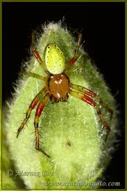 Attēlu rezultāti vaicājumam “Araniella male”