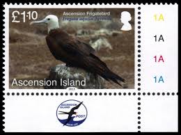 Image result for Fregata aquila