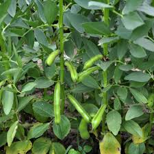 Image result for Dicke Bohnen