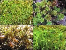 Attēlu rezultāti vaicājumam “Sphagnum flexuosum”