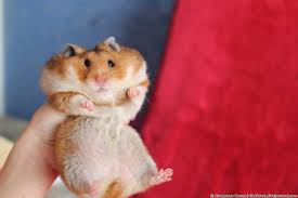 Image result for хомяк